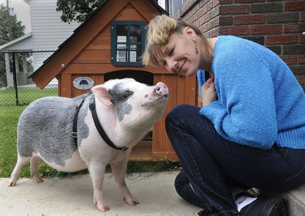 Мини пиги: самое важное о декоративных свинках, чем кормить, разведение