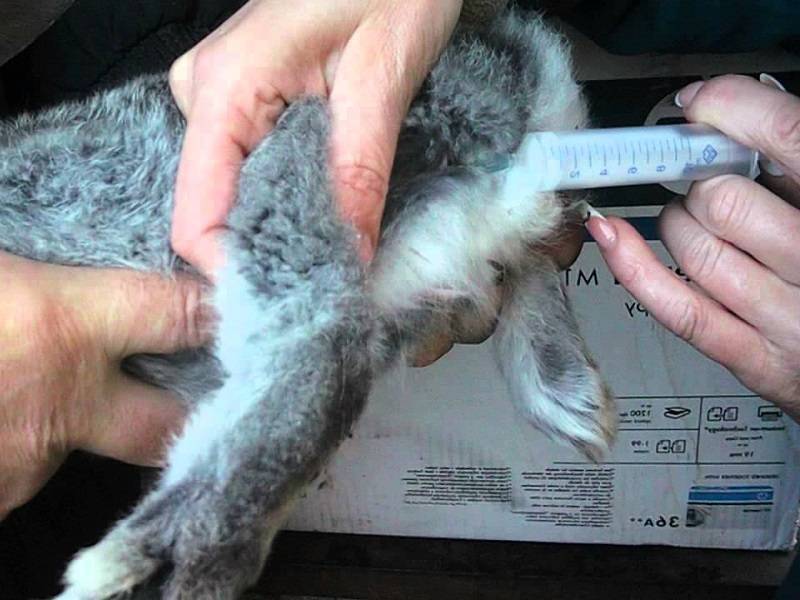 Правила вакцинации кроликов в домашних условиях и когда делать прививки