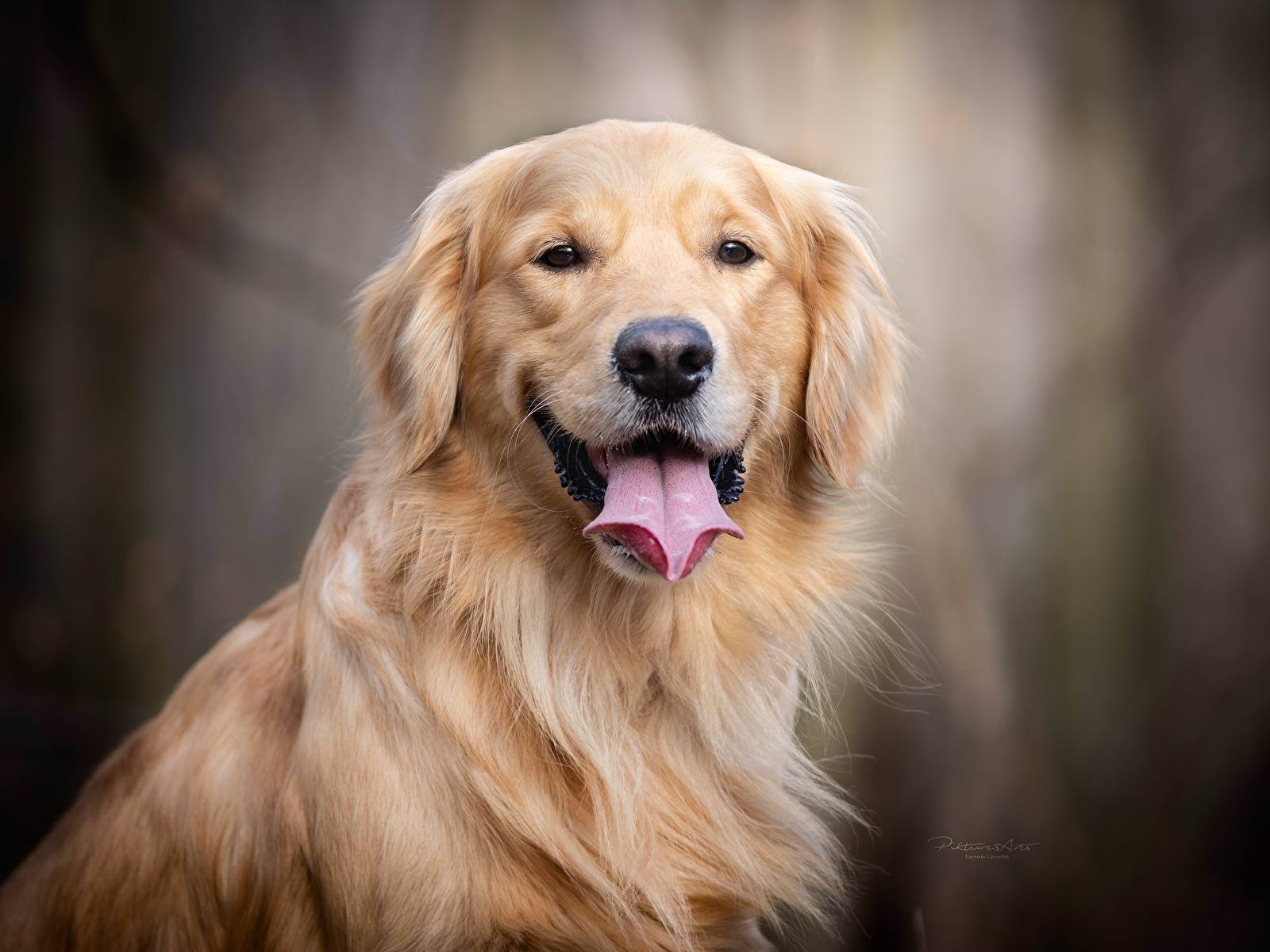 Золотистый ретривер: фото и описание породы собак, щенки золотистого ретривера, характер собак