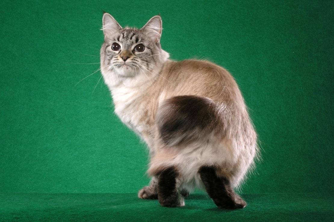 Американский бобтейл – потомок рыси из аризоны, который стал «золотым» котом во всех смыслах этого слова.