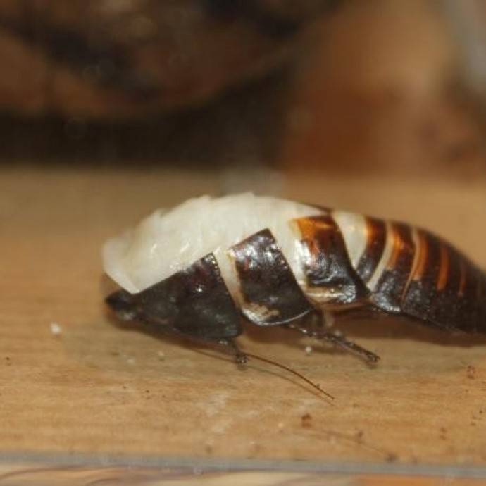 Аргентинские тараканы: фото, описание, содержание и разведение