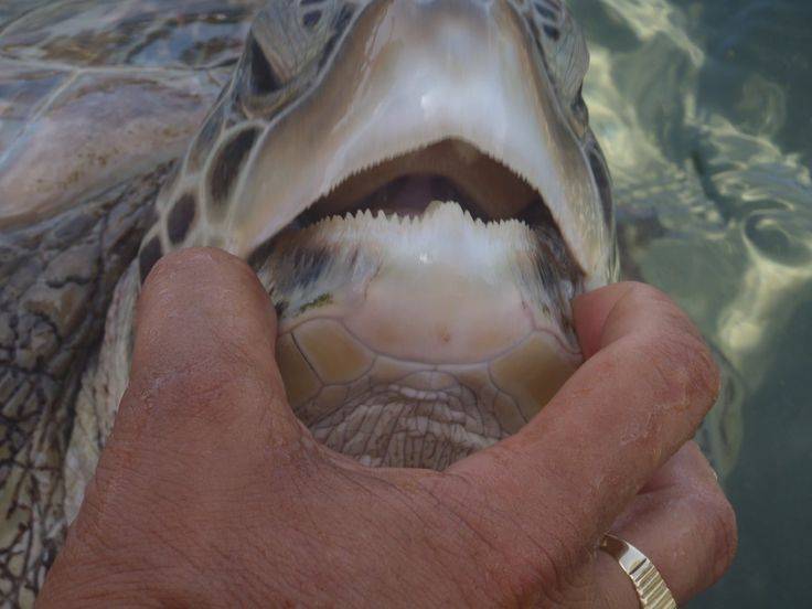 Рот и зубы черепах, сколько зубов в пасти у черепах