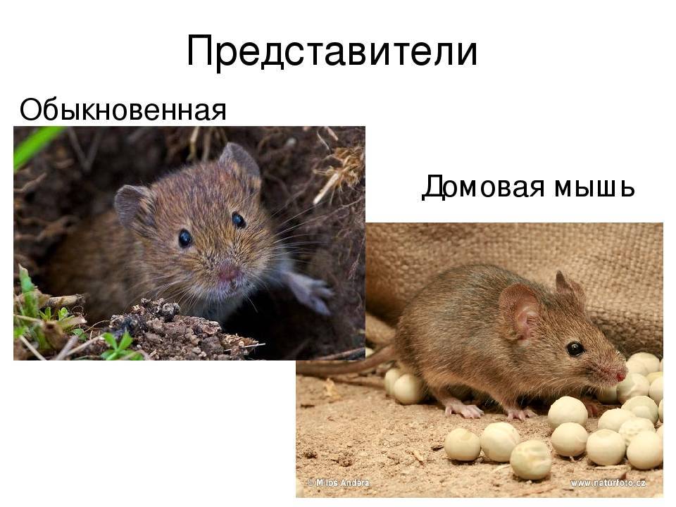 Домовая мышь презентация