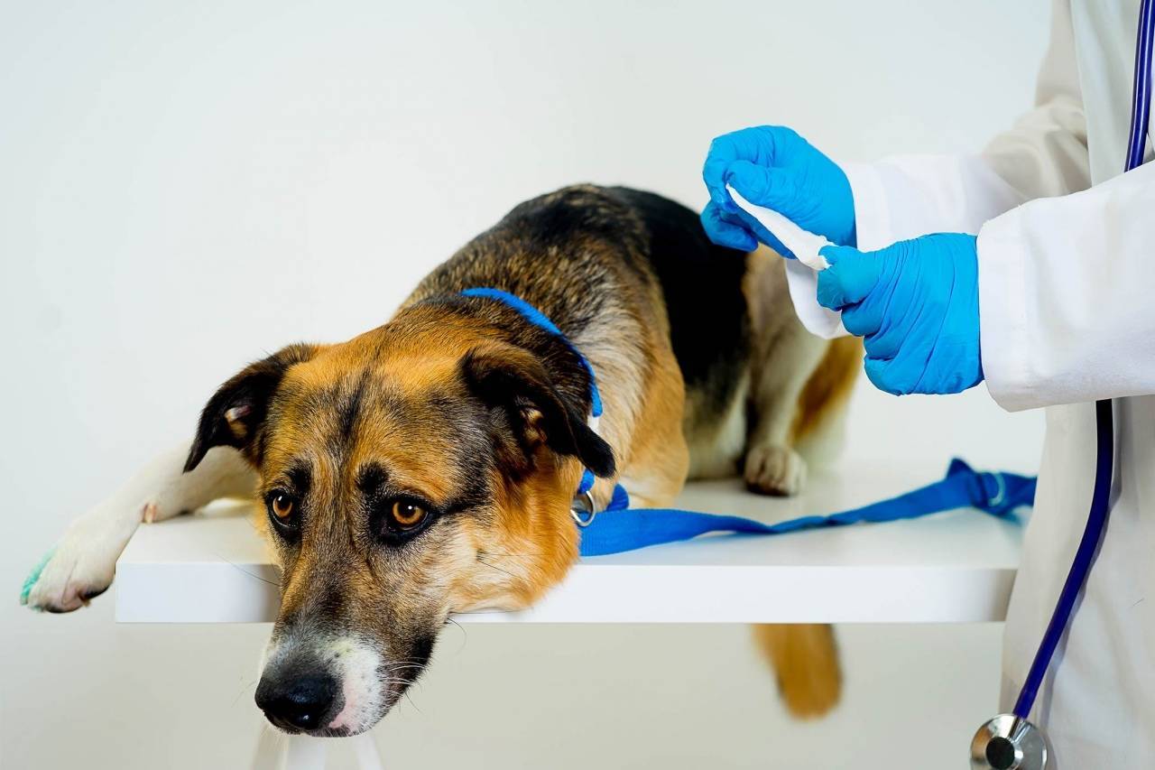 Стерилизация собак — основные методы, все за и против операции