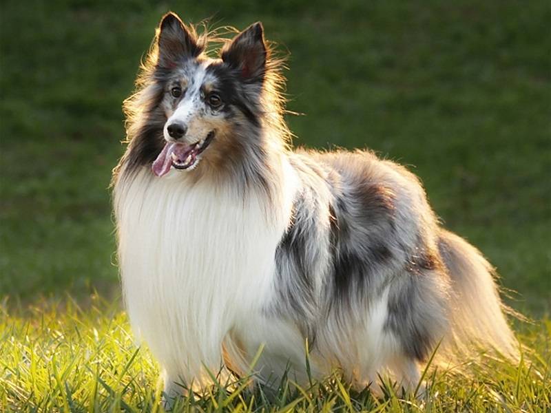 Собака породы шелти (шетландская овчарка): характеристика породы, описание и фото