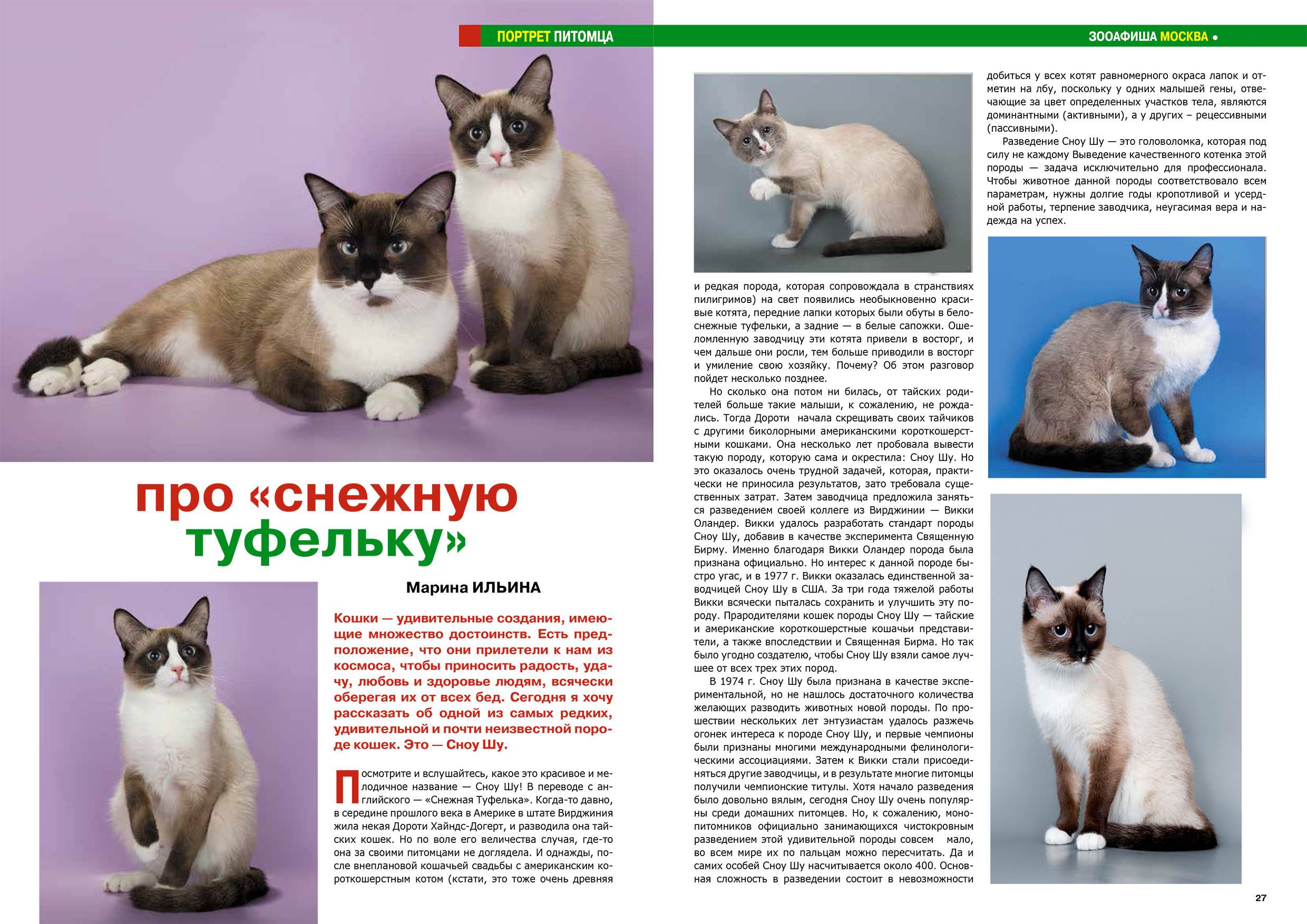 Тайская кошка: сколько живет, описание породы и характера, особенности воспитания тайского котенка