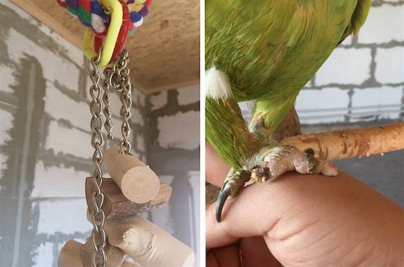 Нужно ли и как подстричь когти волнистому попугаю в домашних условиях