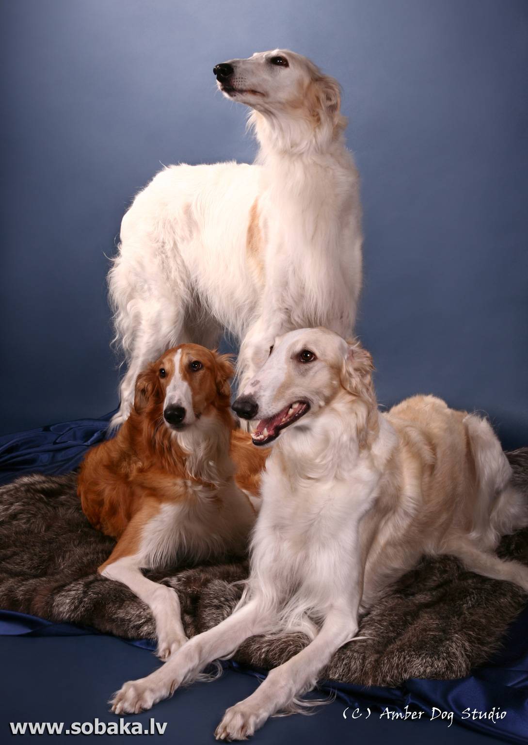 Порода собаки русская псовая борзая: характеристики, фото, характер, правила ухода и содержания - petstory