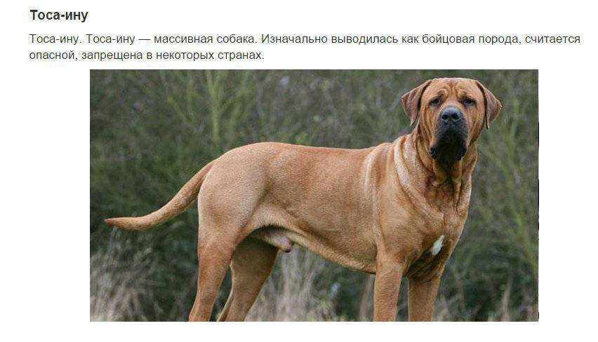Самые глупые породы собак | fresher - лучшее из рунета за день
