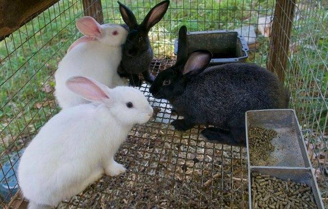 Голландский кролик: характеристика породы, характер, кормление и уход - домашние наши друзья