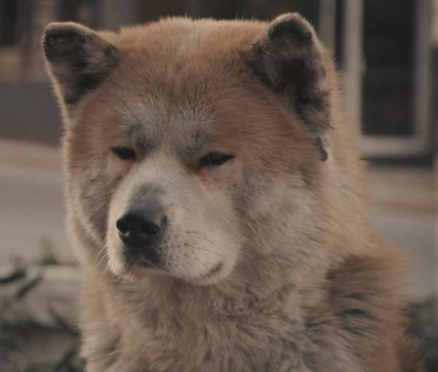 В челябинске открыли памятник псу, который два года на одном месте ждал своего хозяина