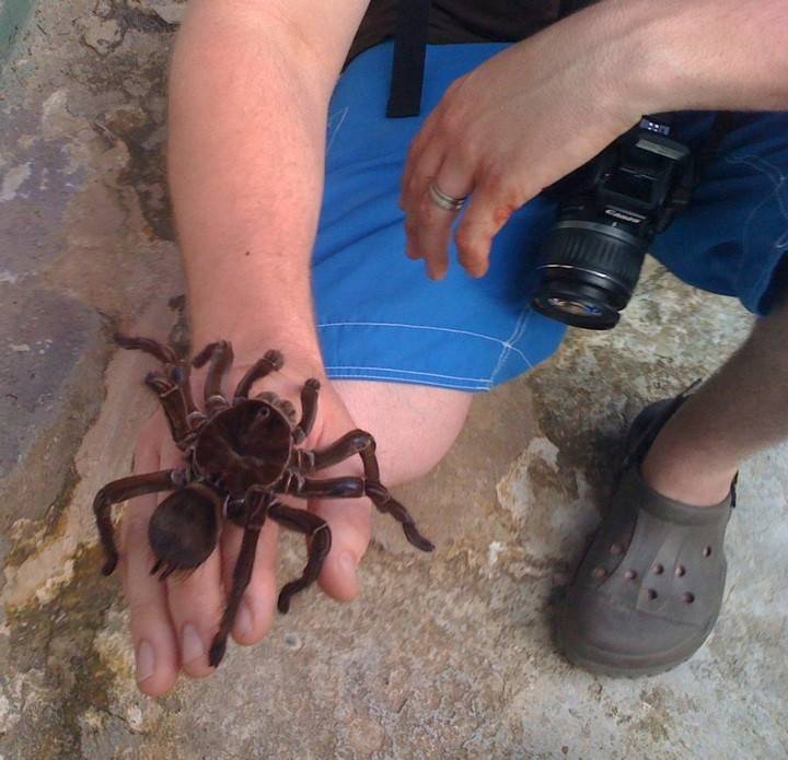 Самый большой паук в мире: его фото и название