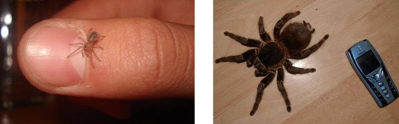 Домашние пауки кусаются. Ядовитый ли паук птицеед. Укус паука птицееда для человека.