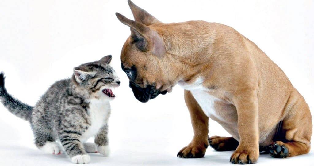 11 аргументов почему кошки лучше собак. кого завести: кошку или собаку