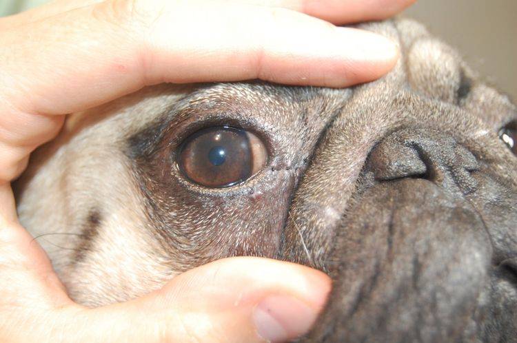 У щенка слезятся глаза: что делать и меры профилактики