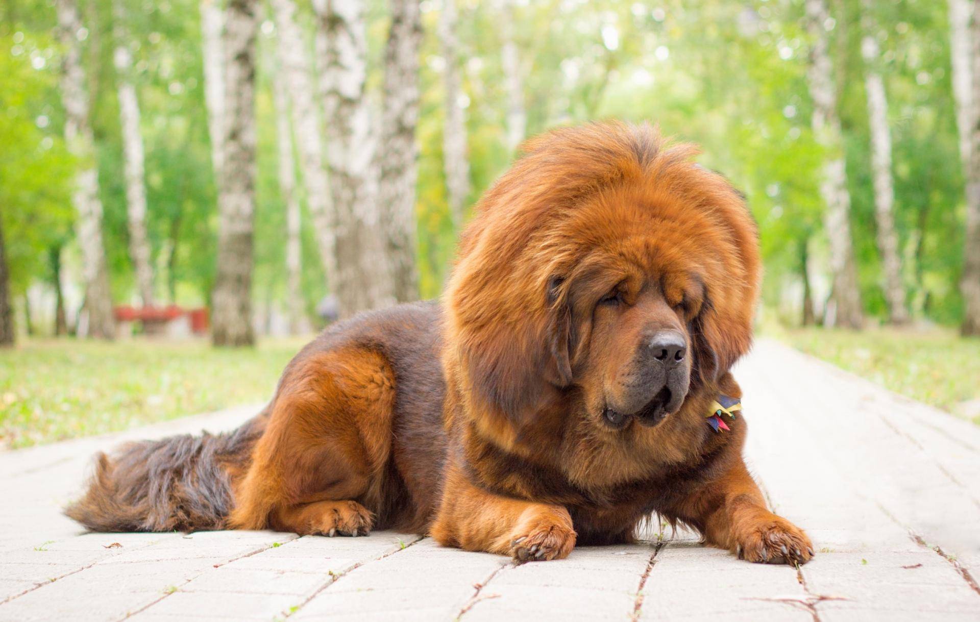 10 самых больших собак в мире с фото и видео