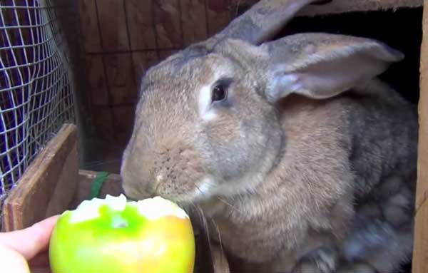 Кусаются ли кролики: психология кроликов, проявление агрессии