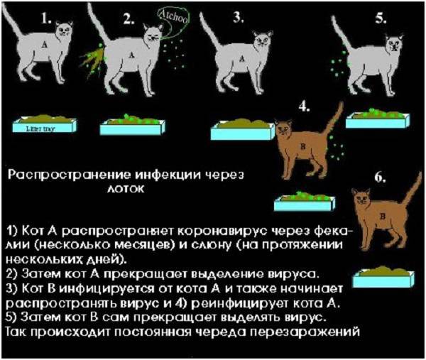 Эндовираза — кошки и собаки