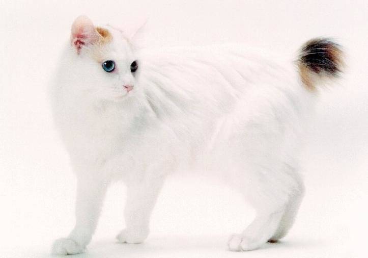 Кошка японский бобтейл — добрый и озорной дух
