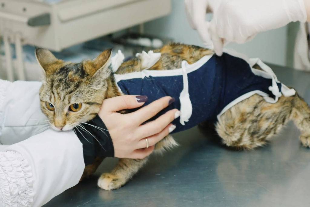 Часто задаваемые вопросы о стерилизации кошек