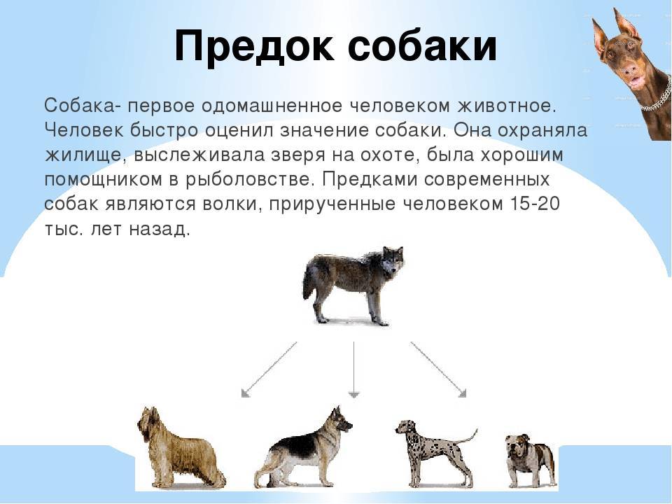 Происхождение породы животного. Предки собак. Дикий предок собаки. Предки современных собак. Дикие предки домашней собаки.