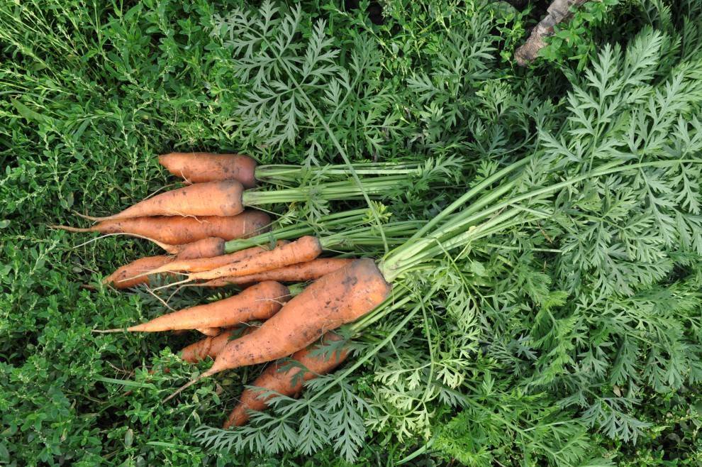 Морковная ботва: польза и вред, лечебные свойства, противопоказания, отзывы