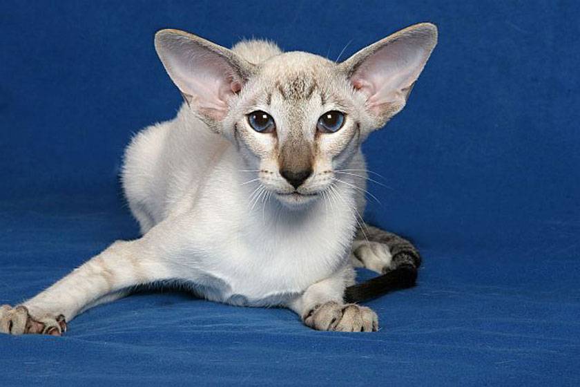 Сейшельская кошка - описание породы, фото, характер, правила ухода | for-pet