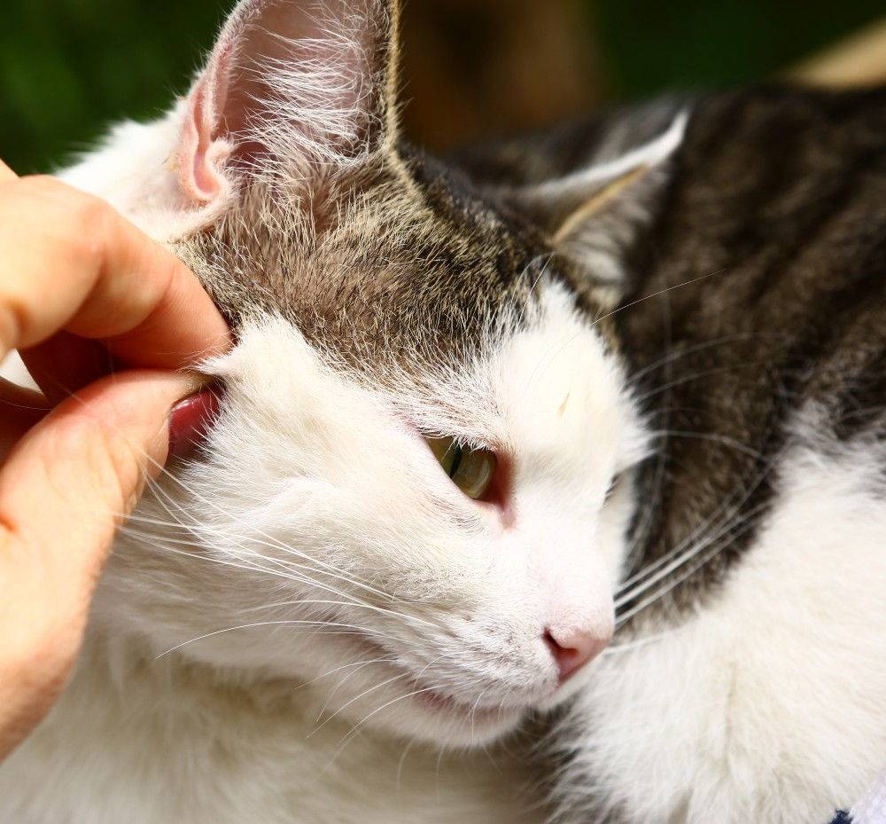Клещи у кошек и котов: фото, виды, симптомы и лечение