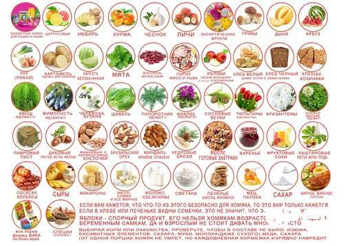 Что едят хомяки в домашних условиях: список продуктов которые можно и нельзя давать кушать