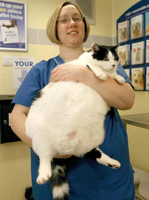 Ожирение у домашних животных содержание а также диагноз [ править ]
