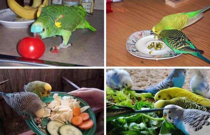 Какие фрукты, овощи, ягоды и зелень можно давать попугаю