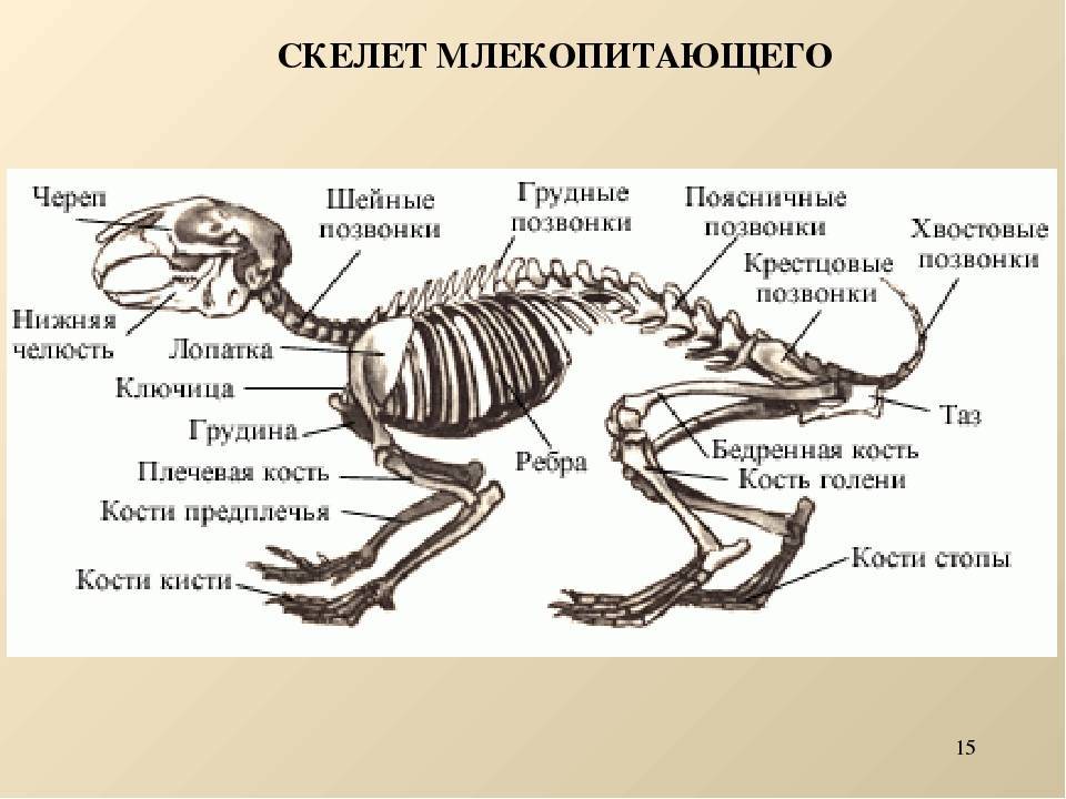 Анатомия кролика: строение скелета и внутренних органов, особенности физиологии, фото