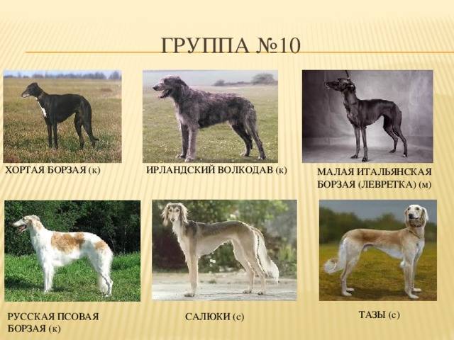 Типичные породы борзых собак: описание и фото представителей