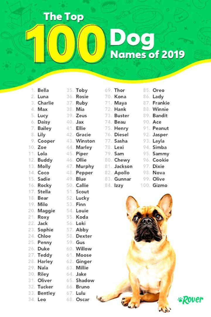 Клички для собак мальчиков — легкие, редкие и самые красивые имена для собак по алфавиту
