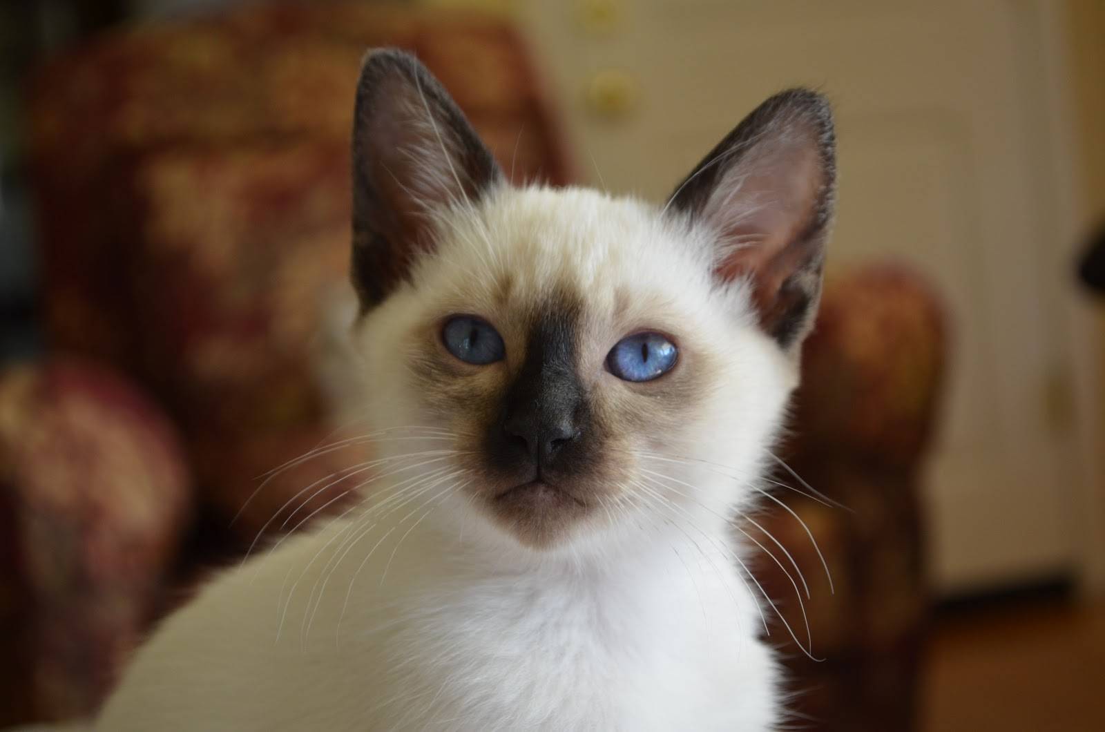 Балинезийская кошка (балинез) - описание породы, фото, характер, отзывы владельцев, сколько стоит