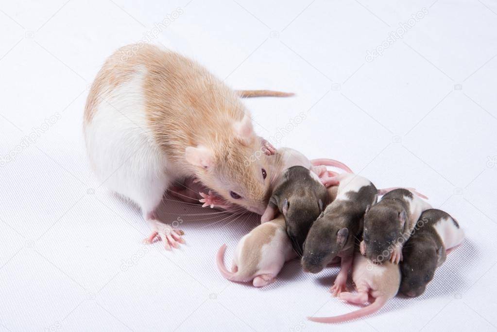 Выращивание осиротевших крысят