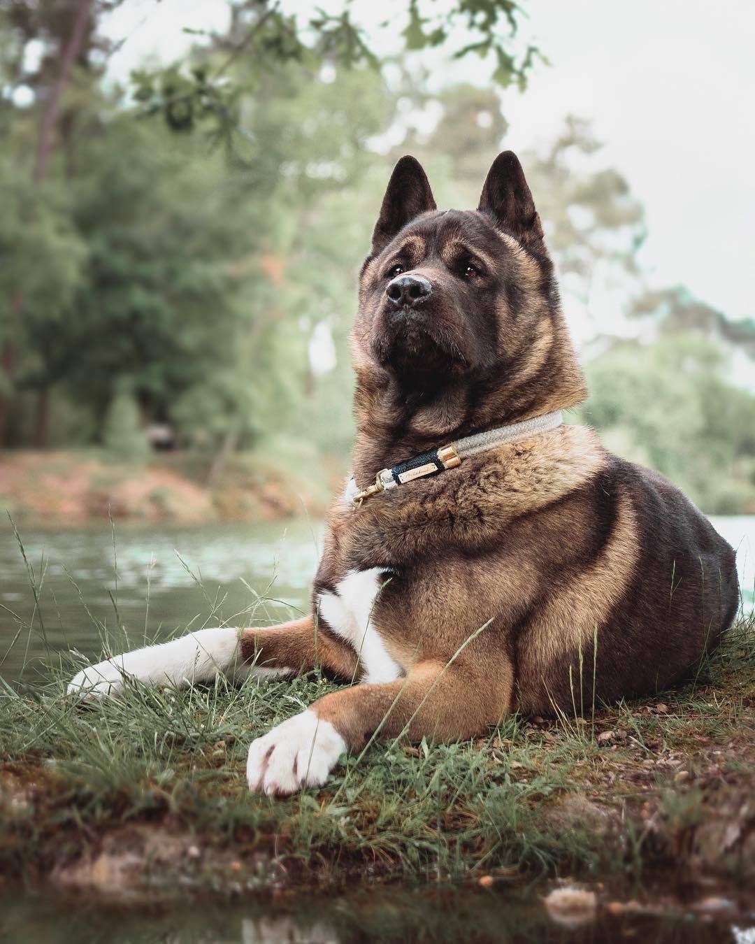 Собака американский акита - характеристика и описание породы