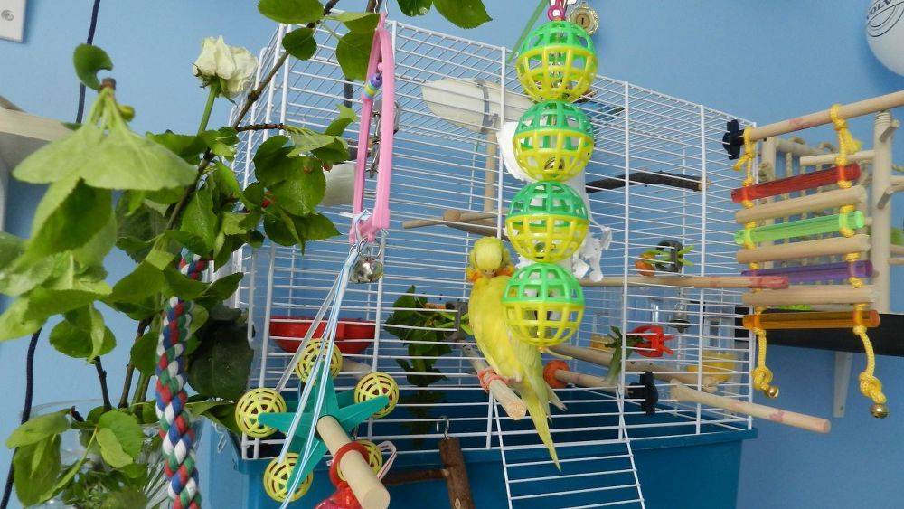 Игрушки для попугаев: качели, копошилки, все виды