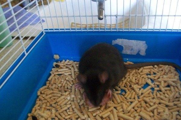 Дрессировка домашней крысы: чему можно научить питомца и с чего начать