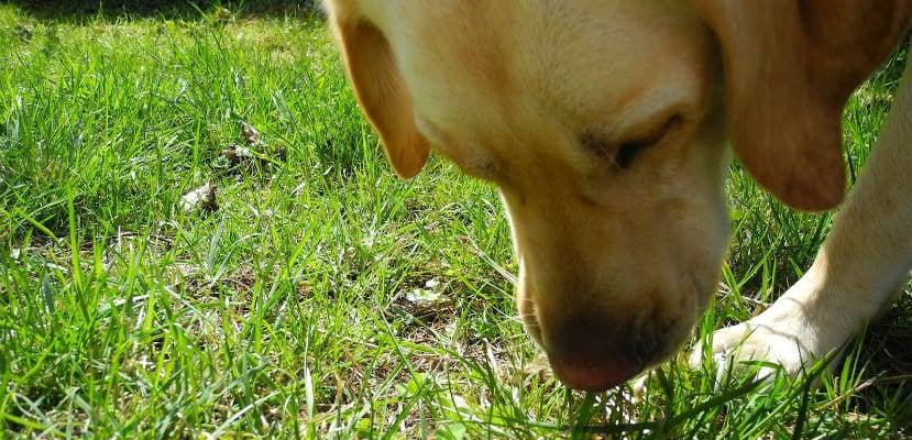 Почему собака ест траву на улице?