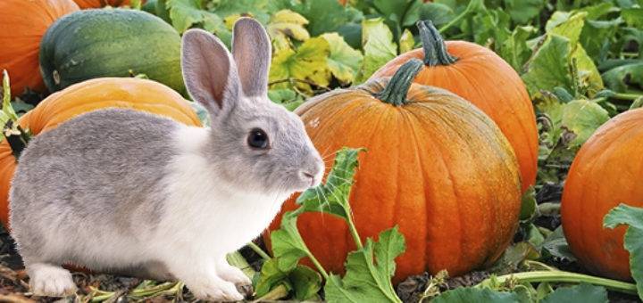 Можно ли тыкву кроликам — как правильно кормить, рекомендации