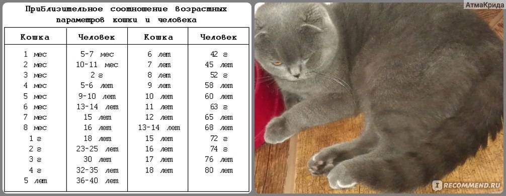 Как определить возраст котенка - определяем возраст котенка по пропорциям тела, состоянию органов, двигательной активности