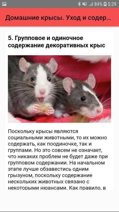 Как избавиться от крыс в частном доме