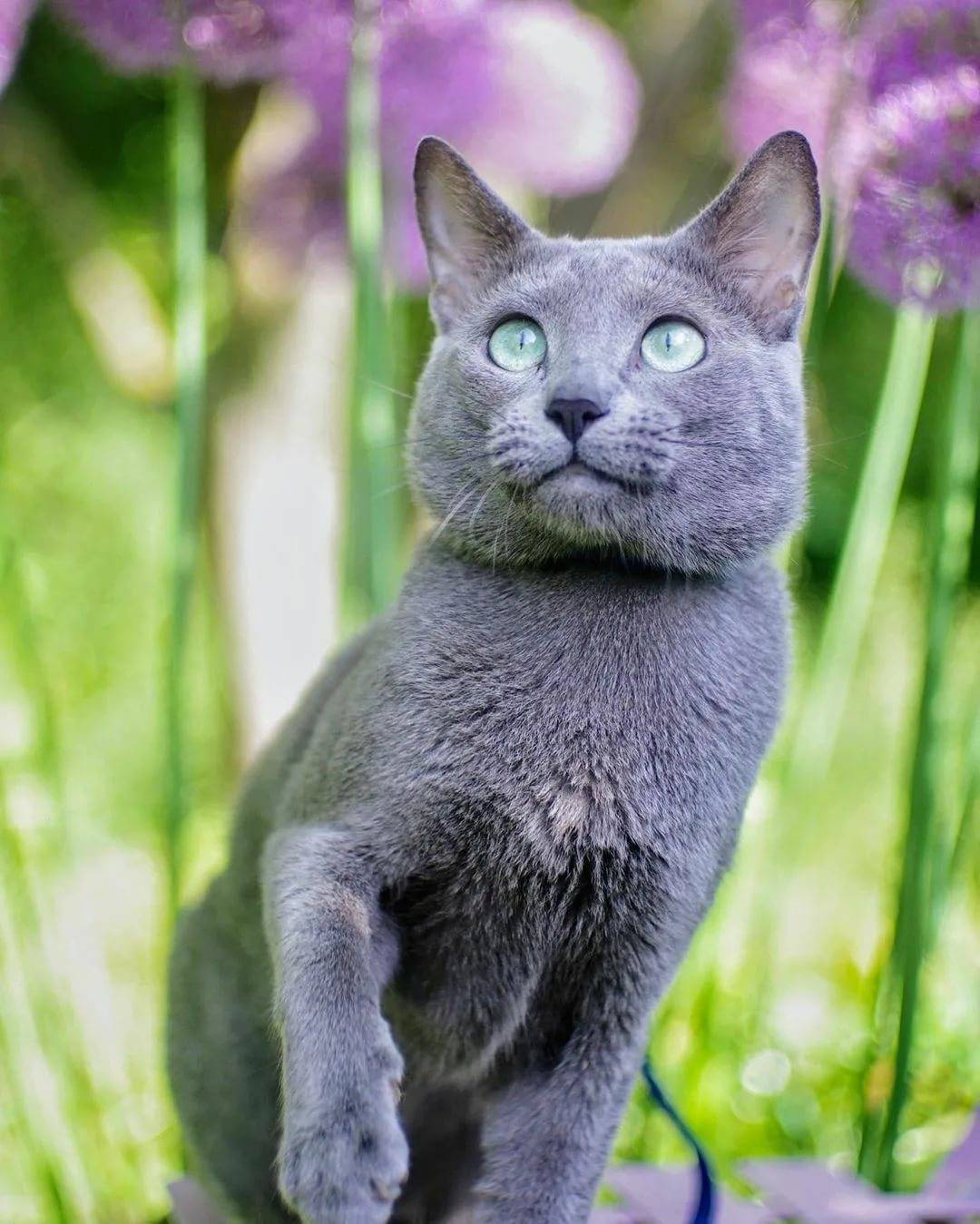 Русская голубая кошка