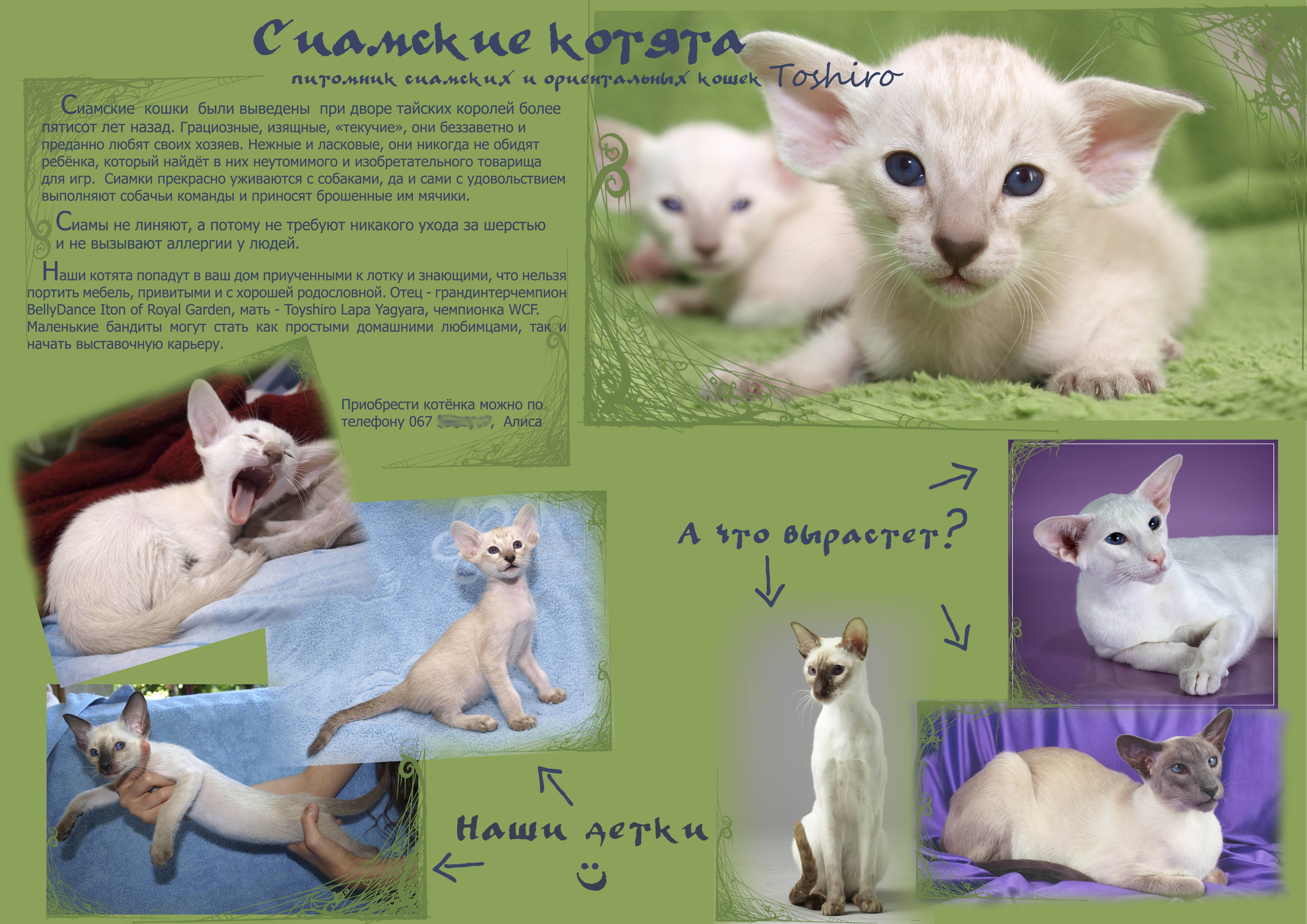 Порода кошек корат — размножение, описание, особенности внешности и характера коратов (115 фото)