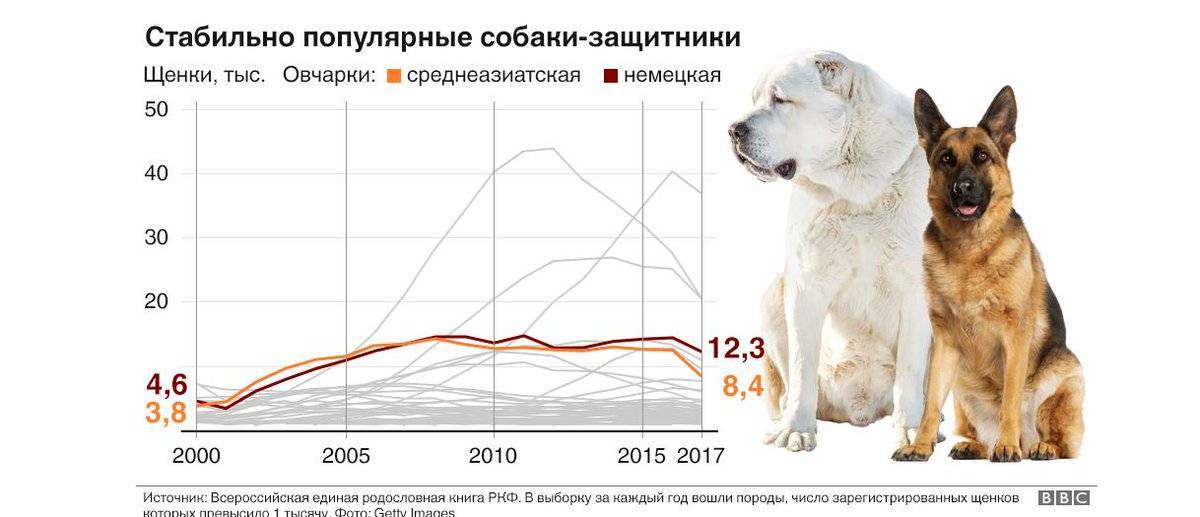 Рейтинг собак 2023. Самые распространённые породы собак в России. Популярные породы собак в России 2021. Самая популярная порода собак в России статистика. Статистика пород собак.