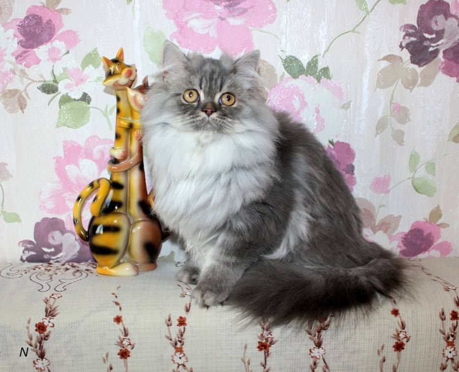 Шотландская длинношерстная прямоухая кошка хайленд-страйт: описание породы » муркотики