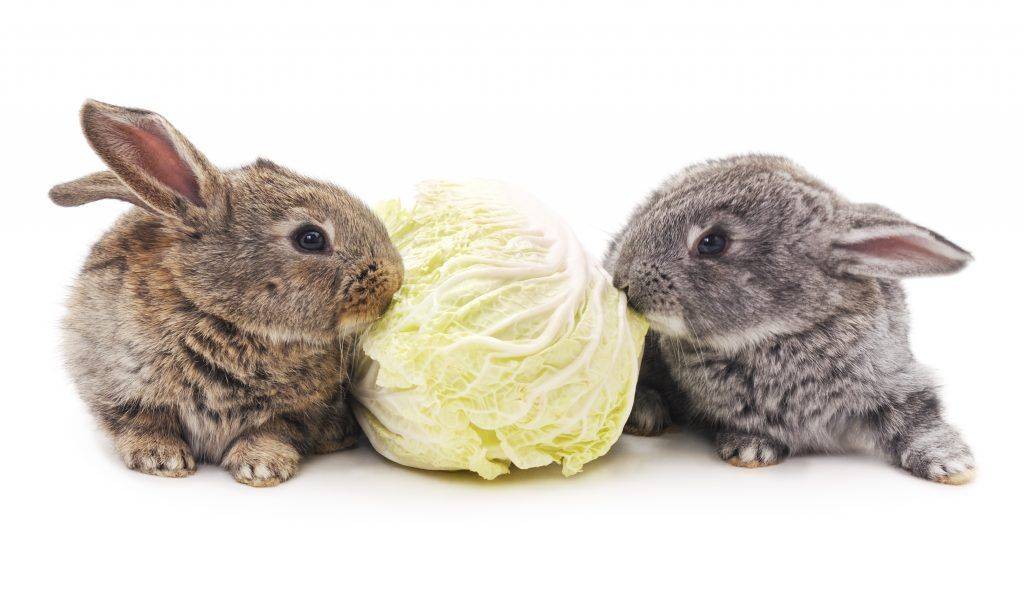 Можно ли давать кроликам капусту - сельская жизнь