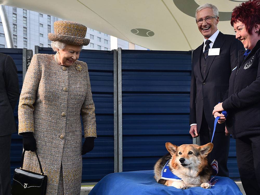 Любимая порода собак английской королевы - внешний вид, содержание и уход