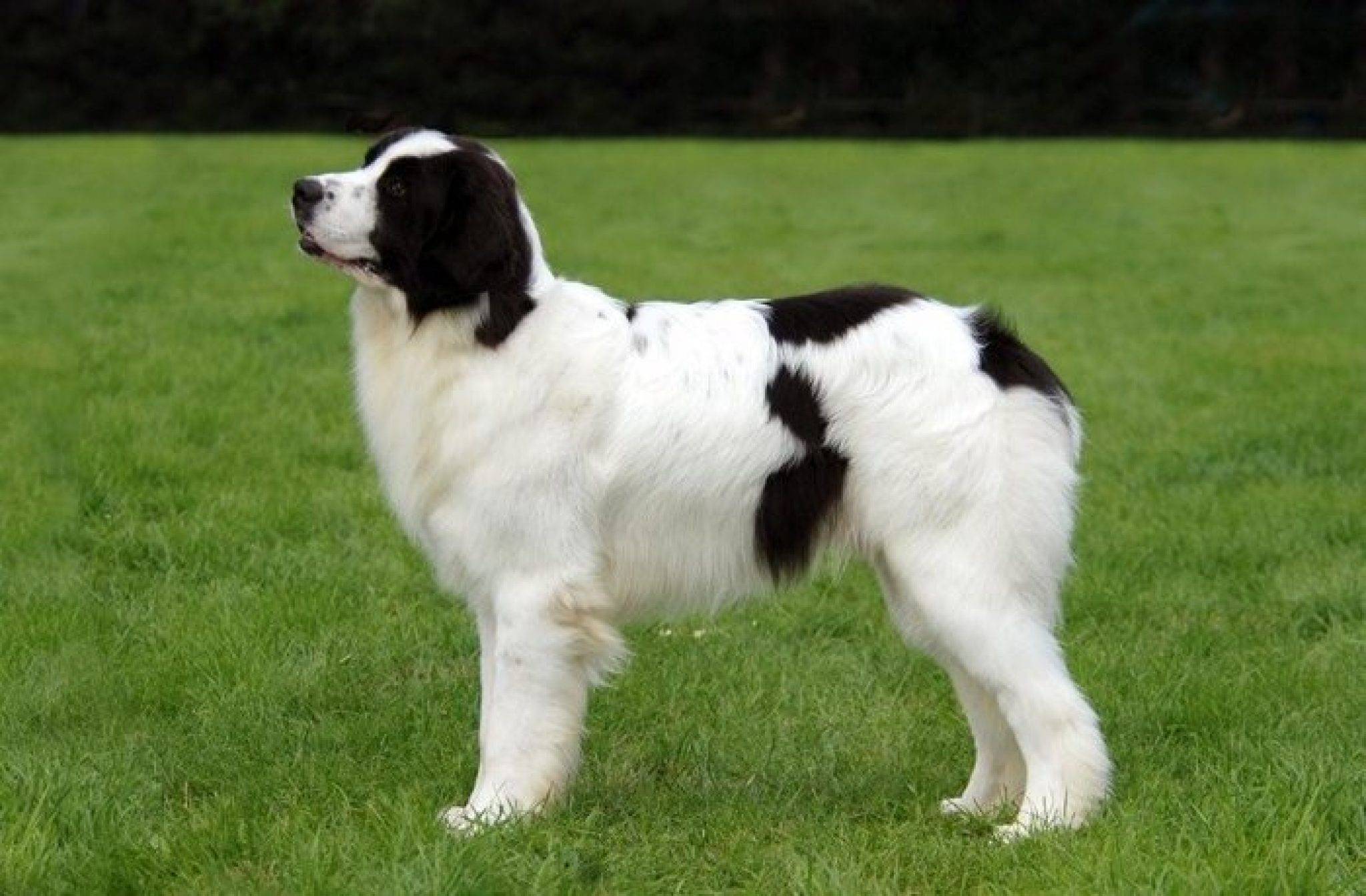 Порода ротвейлер — стандарты породы, описание характера собак и особенностей ухода